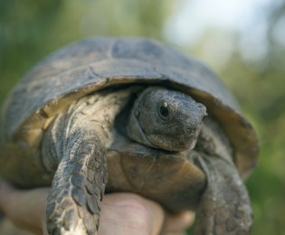 Рис. 1. Средиземноморская черепаха Никольского <br>(Testudo graeca Nicolskii, 1986)