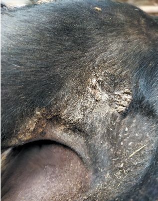 Рис. 1. Поражения кожного покрова у корня хвоста. <br>Корова инв. № 500. Фотография Красноперова А.С.