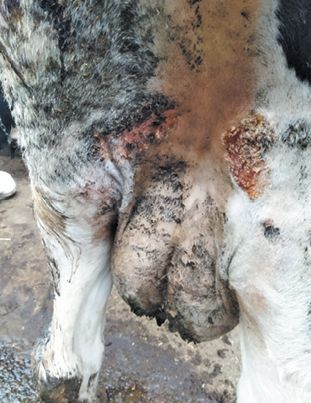 Рис. 2. Поражения кожного покрова в области <br>молочного зеркала. Корова инв. № 472. Фотография <br>Красноперова А.С.