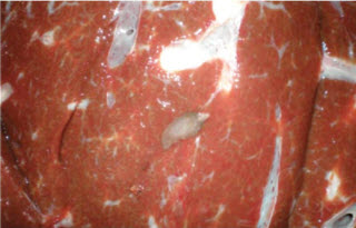 Рис. 14. Fasciola hepatica в печени