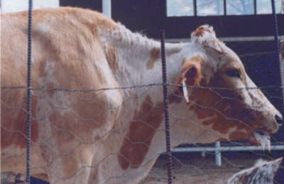 Рис. 1. Клинические признаки КПП у коровы породы <br>Mukubal